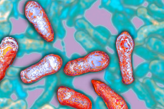 Độc chất thần kinh Botulinum sản sinh từ vi khuẩn Clostridium botulinum (Ảnh: NPR)
