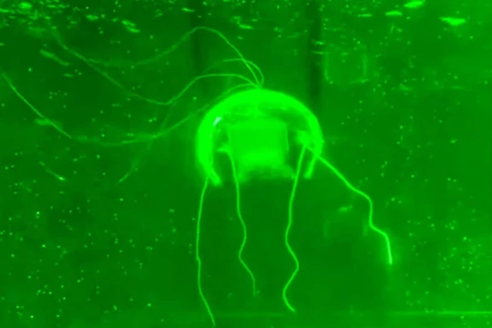 Một nhóm nghiên cứu từ Đại học Bách khoa Tây Bắc, Trung Quốc đã phát triển thành công một robot sinh học có hình dạng giống sứa, hoàn toàn trong suốt. Ảnh: SCMP.