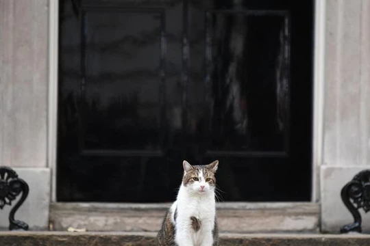 Chú mèo Larry, "tổng quản" của dinh Thủ tướng Anh tại số 10 Phố Downing (Ảnh: AFP)