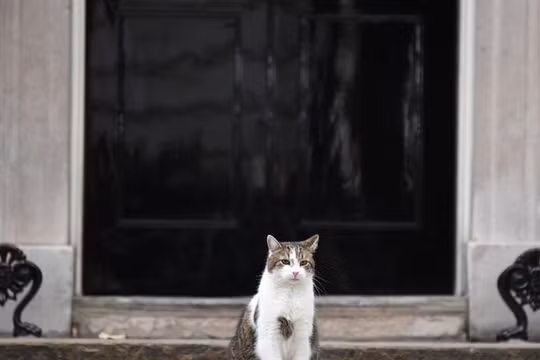 Chú mèo Larry, "tổng quản" của dinh Thủ tướng Anh tại số 10 Phố Downing (Ảnh: AFP)