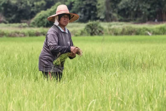 Một nông dân làm việc trên cánh đồng lúa ở tỉnh Khon Kaen, miền trung Thái Lan (Ảnh: Nikkei)