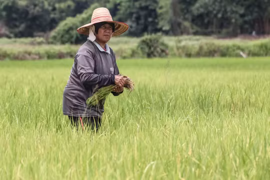 Một nông dân làm việc trên cánh đồng lúa ở tỉnh Khon Kaen, miền trung Thái Lan (Ảnh: Nikkei)