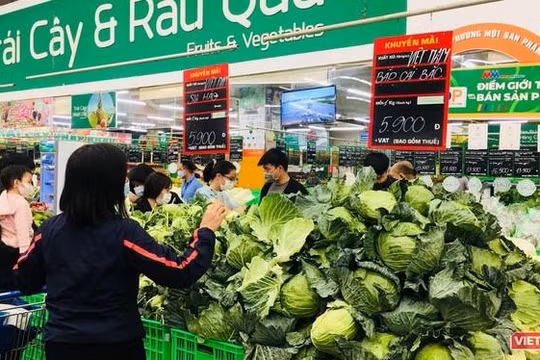 Su hào và bắp cải của Hải Dương được bán với giá 5.900 đồng/kg.