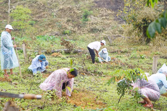Chương trình tài trợ và phục hồi rừng bằng cây bản địa giai đoạn 2021 - 2030 của VARS là một chương trình thiết thực, có ý nghĩa quan trọng trong việc bảo vệ và phục hồi rừng tự nhiên trên địa bàn.