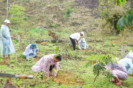 Chương trình tài trợ và phục hồi rừng bằng cây bản địa giai đoạn 2021 - 2030 của VARS là một chương trình thiết thực, có ý nghĩa quan trọng trong việc bảo vệ và phục hồi rừng tự nhiên trên địa bàn.