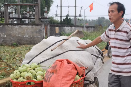 Nhiều hộ trồng cây nông sản trên địa bàn xã Diễn Phong, huyện Diễn Châu, Nghệ An nhổ rau vứt đi vì giá quá rẻ.