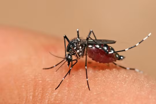 Thời tiết Hà Nội nóng ẩm, có mưa rải rác là điều kiện thuận lợi cho muỗi truyền bệnh sốt xuất huyết phát triển