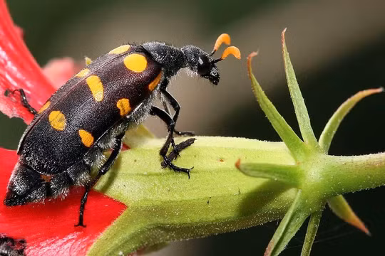 Sâu ban miêu sẽ gây ngộ độc nặng cho cơ thể người nếu không may tiếp xúc phải.