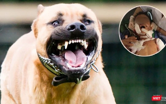 Chó pitbull hung dữ, nặng 17kg cắn bé trai 7 tuổi thiệt mạng