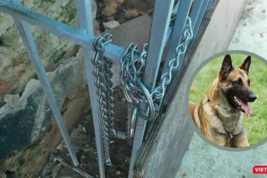 Con chó thuộc giống Malinois thường bị xích ở chuồng sắt sau nhà.