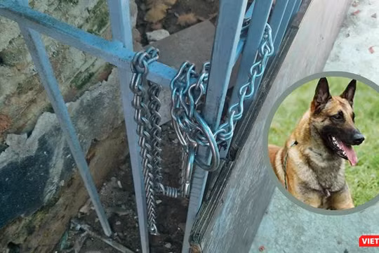 Con chó thuộc giống Malinois thường bị xích ở chuồng sắt sau nhà.