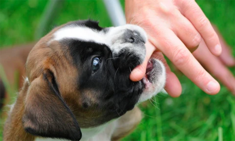 Chó nhà tấn công khiến trẻ phải đi cấp cứu (Ảnh minh họa)