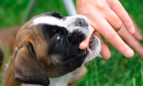 Chó nhà tấn công khiến trẻ phải đi cấp cứu (Ảnh minh họa)