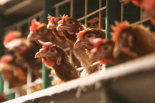 Ảnh minh họa: Sputnik