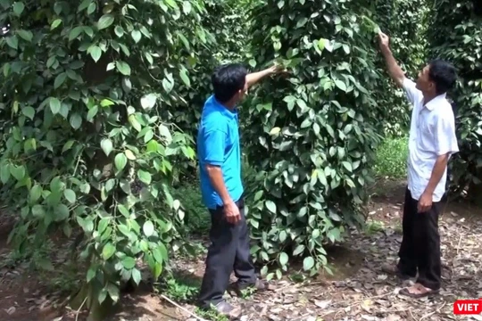 Người nông dân trồng hồ tiêu lo lắng cho mùa vụ. Ảnh: Anh Lê.