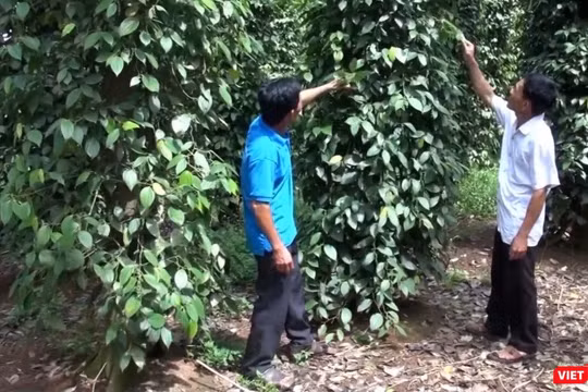 Người nông dân trồng hồ tiêu lo lắng cho mùa vụ. Ảnh: Anh Lê.