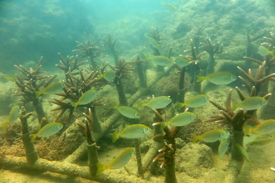 Dự án phục hồi rạn san hô tại vịnh biển Nha Trang.