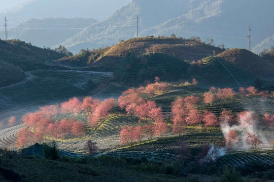 Chưa khi nào đi du lịch Sa Pa lại “được” nhiều như lúc này