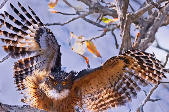 Dù Dì Phương Đông, thuộc họ Cú Mèo, ảnh của Ma Rừng Nguyễn Thanh Liêm