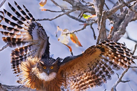 Dù Dì Phương Đông, thuộc họ Cú Mèo, ảnh của Ma Rừng Nguyễn Thanh Liêm