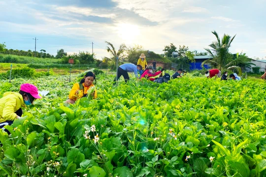 Rau Đắk Lắk được thu hái tặng TP HCM