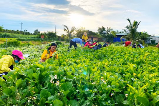 Rau Đắk Lắk được thu hái tặng TP HCM