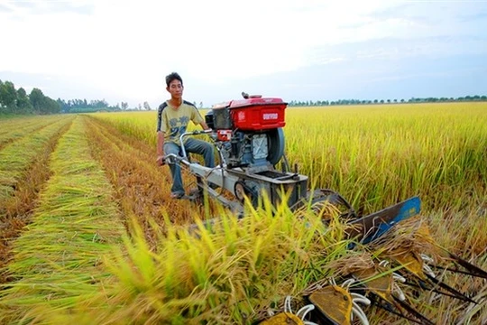 Ảnh minh họa (Nguồn: Internet)