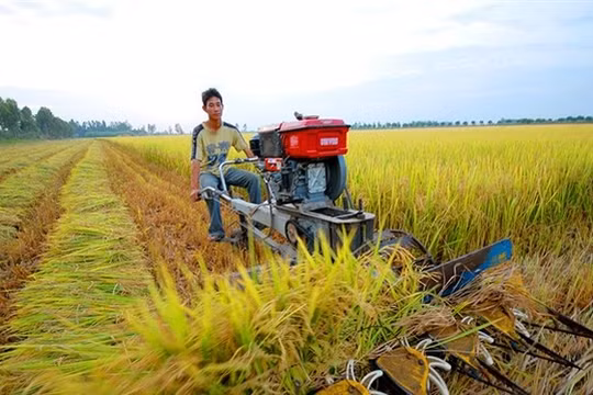 Ảnh minh họa (Nguồn: Internet)