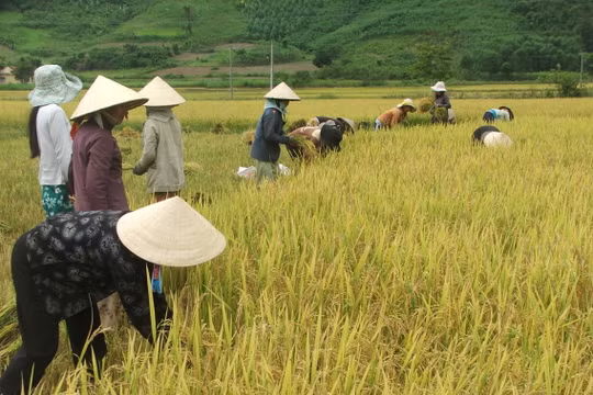 Ảnh minh họa (Nguồn: Internet)