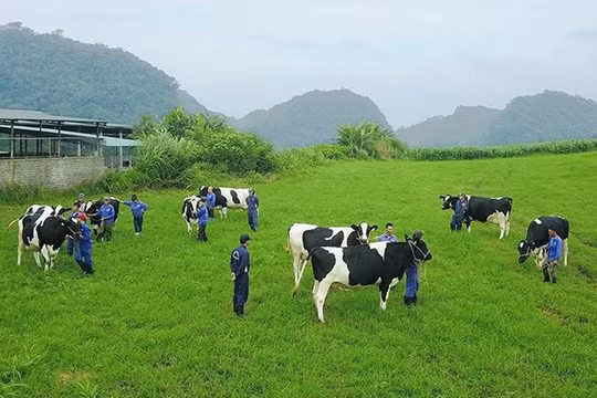 GTNFoods đang sở hữu 75% cổ phần Tổng công ty Chăn nuôi Việt Nam (Vilico). Ảnh minh họa: VTC