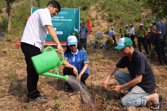 Năm 2021 và 2022, VARS trồng được 313,9 hecta tại 3 tỉnh Sơn La, Quảng Trị và Quảng Bình