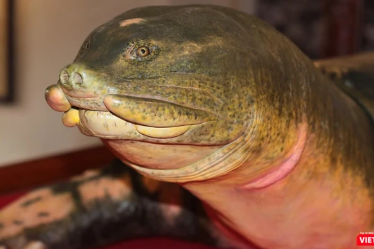 Tiêu bản của cụ rùa cuối cùng tại Hồ Gươm.