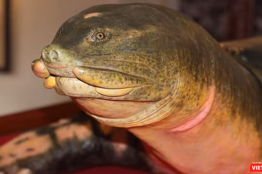 Tiêu bản của cụ rùa cuối cùng tại Hồ Gươm.