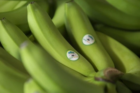 HNG lỗ quý thứ 4 liên tiếp