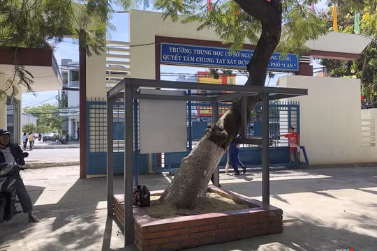 Cây xanh trong khuôn viên trường Nguyênc Lương Bằng (Đà Nẵng) được bảo vệ bằng chống đỡ thay vì chặt hạ như một số địa phương (ảnh Bích Thuận)