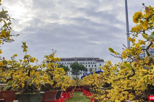 Một góc chợ hoa Xuân Đà Nẵng