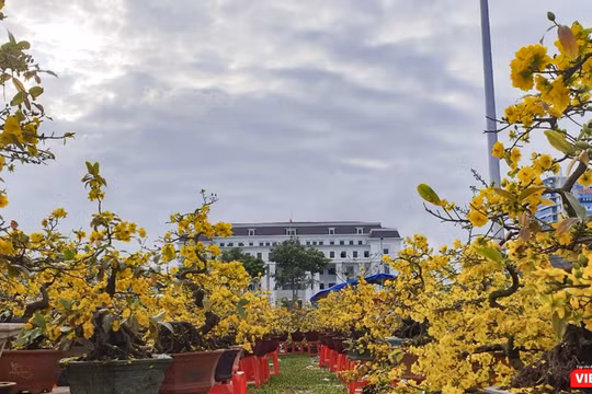 Một góc chợ hoa Xuân Đà Nẵng