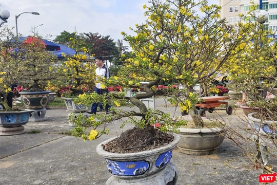 Một góc chợ hoa Tết ở Đà Nẵng