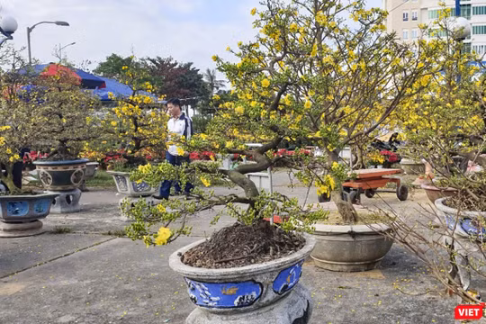 Một góc chợ hoa Tết ở Đà Nẵng