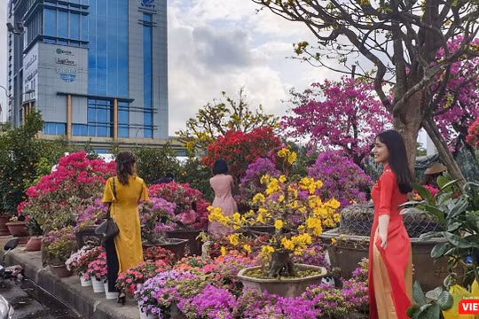 Một góc chợ hoa xuân Tết Canh Tý ở Đà Nẵng