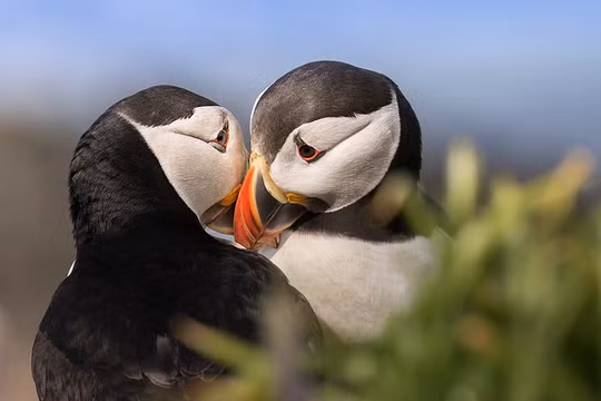 Nguồn: Bright Side