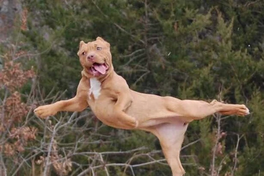 Nguồn: Bright Side