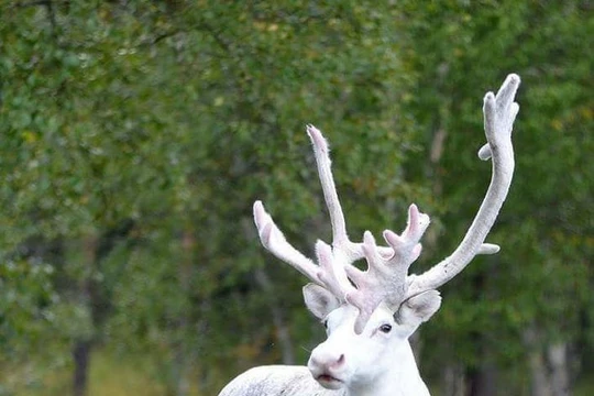 Nguồn: Bright Side