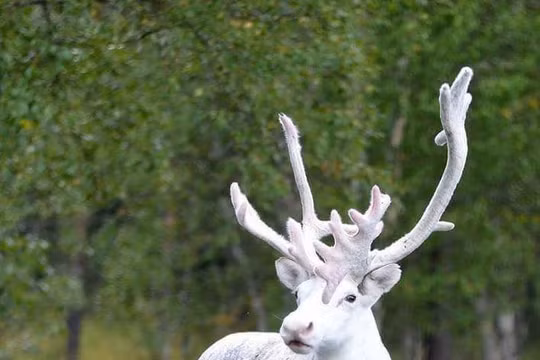 Nguồn: Bright Side