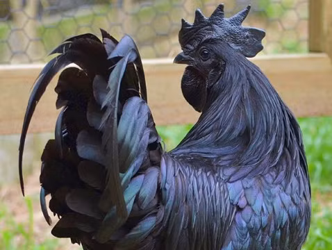 Nguồn: Bright Side