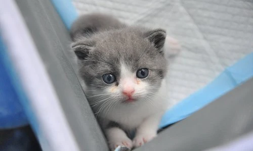 Garlic là tên chú mèo nhân bản đáng yêu này. Ảnh: SCMP