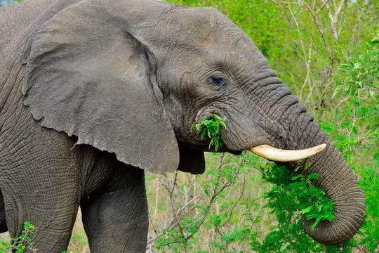 Intel đưa giải pháp dùng AI để bảo vệ động vật hoang dã.