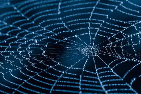 Cơ bắp nhân tạo vốn cần thiết cho các hoạt động vặn xoắn hoặc co kéo của robot, và tơ nhện hứa hẹn là "nguyên liệu" lý tưởng - Ảnh: shutterstock 