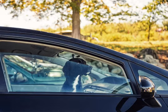 Vật nuôi không nên cho lên xe khi trời nắng nóng