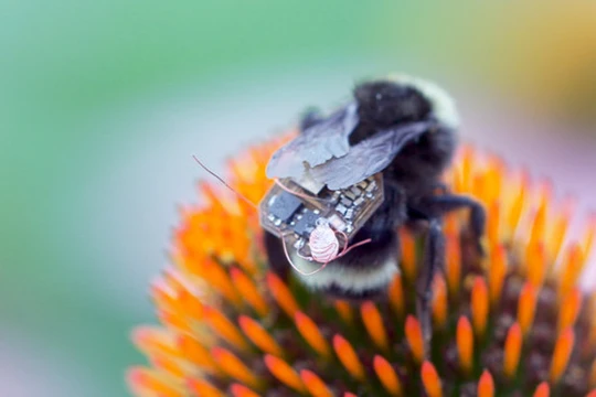 Ảnh: Đại học Washington